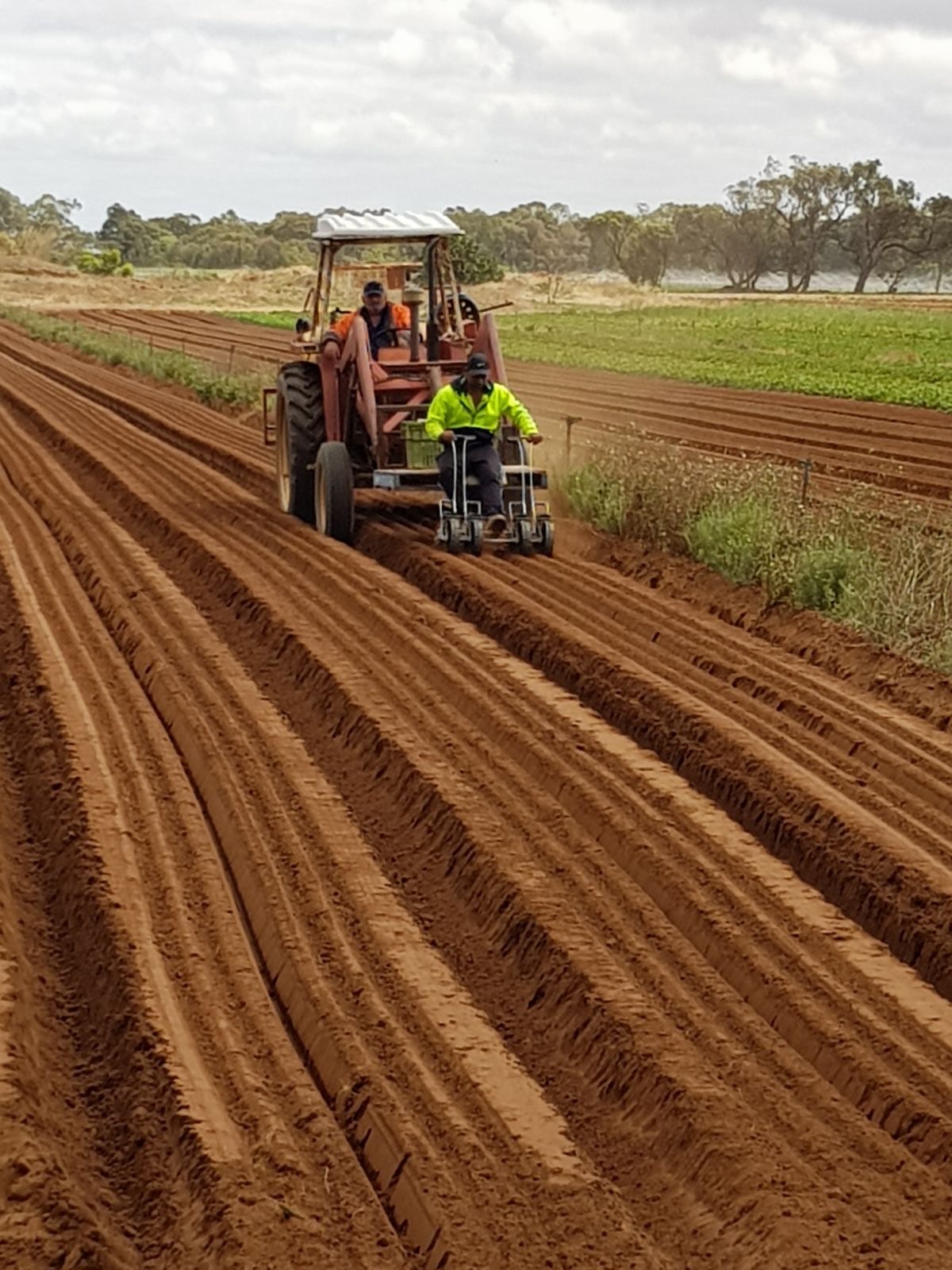Planting rows in the red South Australian soil
